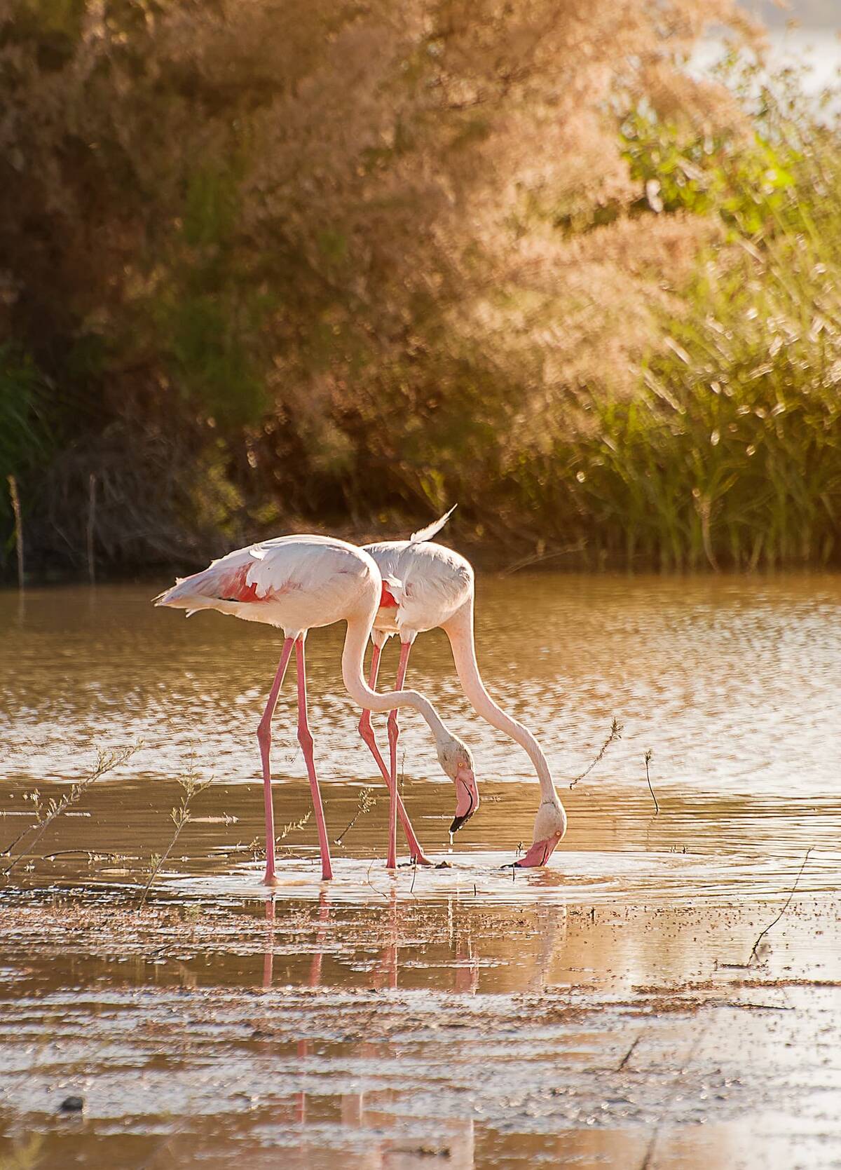 600 Flamingoküken in Fuente de Piedra beringt